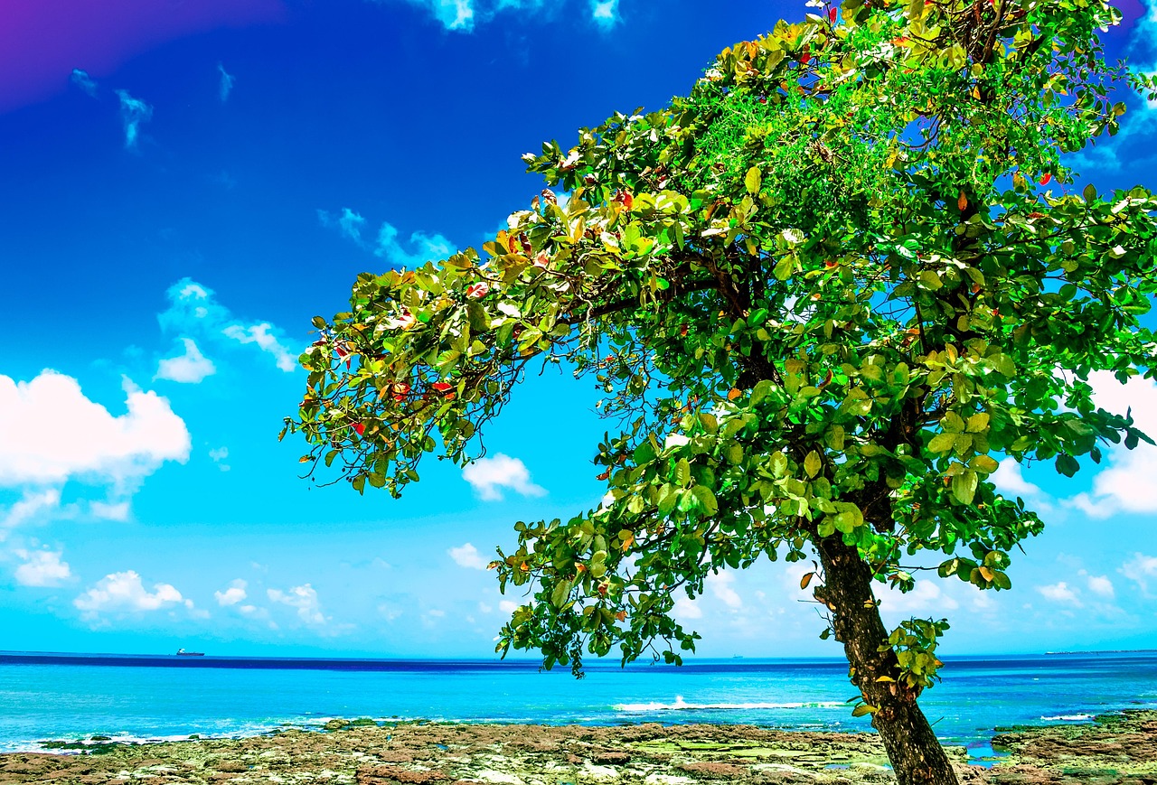 fortaleza, america, summer, beach, day, nature, city, brazilian, travel, landscape, sea, ocean, tree, green, thank you, relaxation, water, sky, blue, tropical, paradise, fortaleza, fortaleza, fortaleza, fortaleza, fortaleza